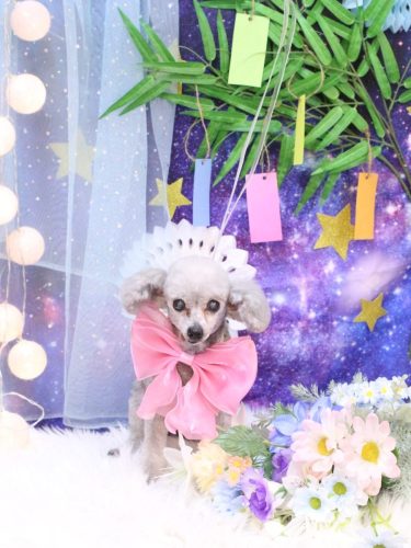 20250702サージュちゃん